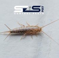 SES Silverfish Control Perth image 6